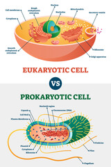 Eukaryotic vs Prokaryotic cells, educational biology illustration diagram, transparent background. Microbiology scheme with cell type examples. Cell membranes, cytoplasm, chromosomes.