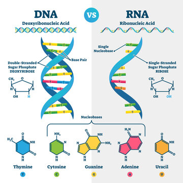 DNA vs RNA illustration, transparent background. Educational genetic acid explanation scheme. Nucleobases structure labeled collection.