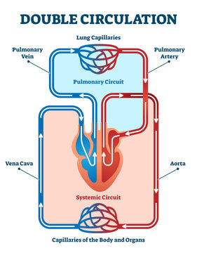 Double circulation illustration, transparent background. Labeled educational blood route scheme. Lung capillaries, pulmonary artery, aorta, vein and vena cava diagram.