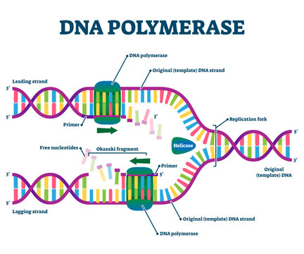DNA Polymerase enzyme syntheses labeled educational illustration, transparent background. Genetic chemistry and structural replication fragment scheme. Diagram with educational Okazaki, primer.