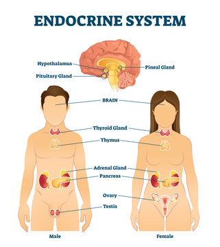 Endocrine system illustration, transparent background.Labeled hormone release glands scheme.Educational diagram with thyroid, adrenal, thymus, pancreas, ovary and testis.