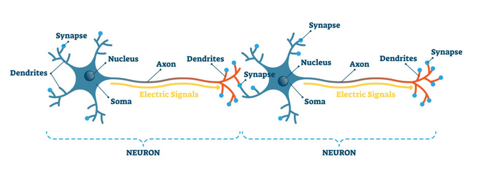 Neuron network example diagram, illustration, transparent background. Synapses, soma, axon and dendrites closeup scheme. Nervous system electric signal communication structure.