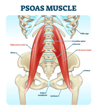 Psoas muscle medical illustration diagram, transparent background.Lumbar spine and psoas major attached from discs to femur bones.Hip pain problem and hurting lower back.