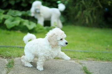 One month old puppy of white poodle explore the garden