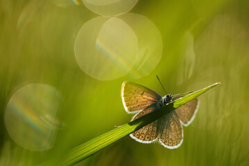 Piękny motyl na łące o świcie.  © Elżbieta Kaps