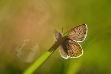 Piękny motyl na łące o świcie.  © Elżbieta Kaps