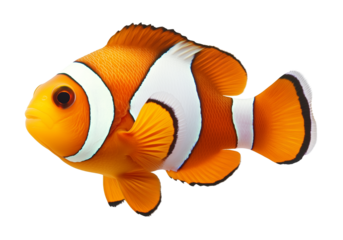 Clownfish Isolated on Transparent Background
