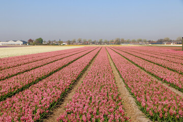 field of tulips and hyacinths