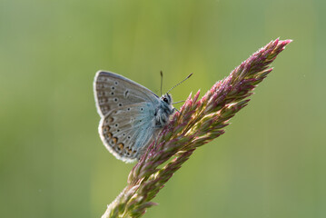 Piękny motyl na łące o świcie.  © Elżbieta Kaps