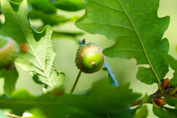 Small acorns develops on oak trees during the vibrant summer season