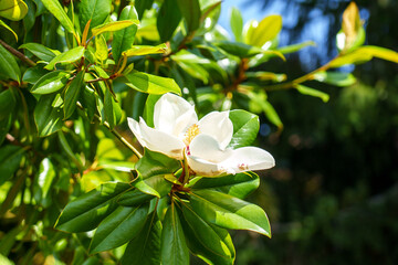 White evergreen magnolia grandiflora flower swaying in the wind on a tree branch © Pavel Iarunichev