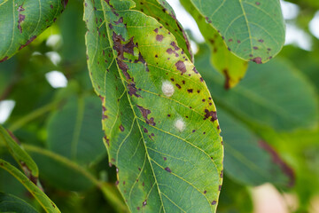 Diseased walnut tree leaves. Fungal infections with discolorations and spots