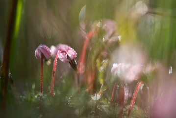 Kwiaty żurawiny błotnej na torfowisku. 