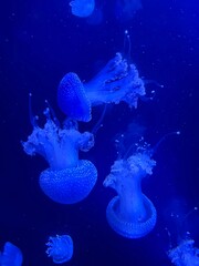 jelly fish in aquarium