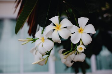 Frangipani flower (Plumeria alba) with green leaves on blurred background. White flowers with yellow at center. Health and spa background. Summer spa concept. Relax emotion. White flower blooming.