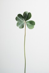 Single clover on table