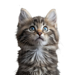 Obraz premium Cute kitten isolated on a transparent background for web, banner, wallpaper