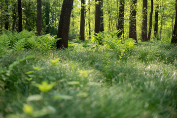 Fototapeta premium Zielone paprocie w lesie, tapeta