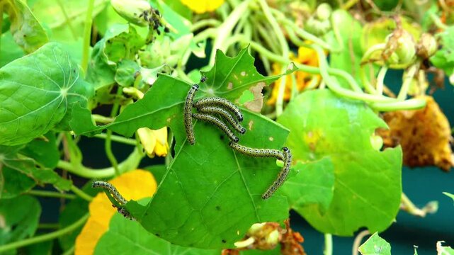 Pieris brassicae (large white) caterpillars eating nasturtium leaves in summer
