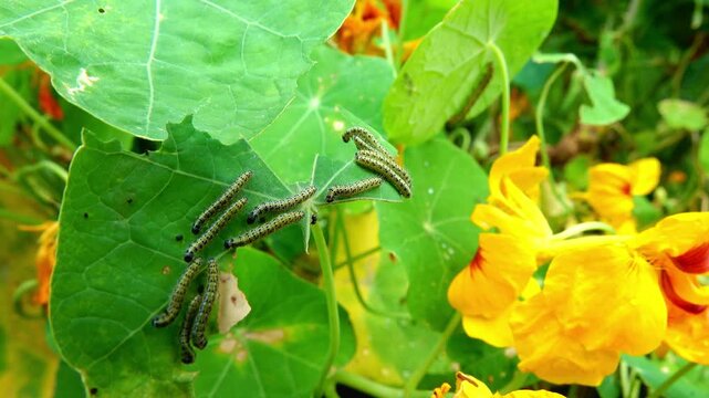 Caterpillars of the large cabbage white butterfly on the leaves of nasturtium plants.