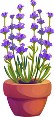 Cartoon potted lavender plant with vibrant purple flowers and green leaves. Isolated vector garden plant for home decor, organic herbal cosmetics and aromatherapy. Natural blossoms grow in a clay vase