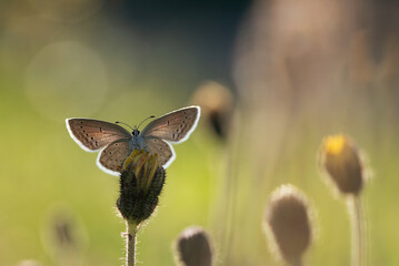 Piękny motyl na łące o świcie.  © Elżbieta Kaps