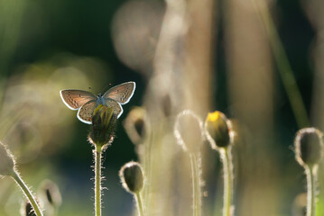 Piękny motyl na łące o świcie.  © Elżbieta Kaps