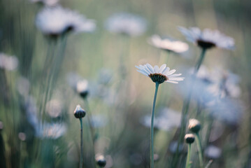 Białe kwiaty na łace.  © Elżbieta Kaps