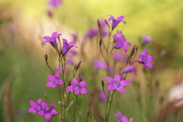 Fioletowe kwiaty  dzwonki na łące. © Elżbieta Kaps