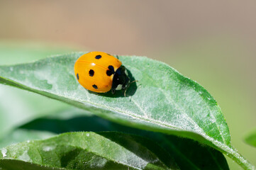 ladybug on a green leaf