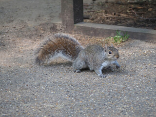 grey squirrel scient. name Sciurus carolinensis mammal animal