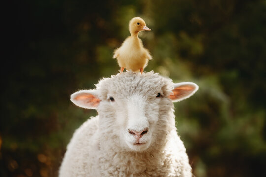 best friends duck and sheep