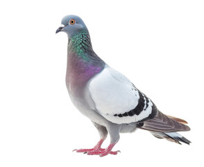Fototapeta premium A single pigeon isolated on a white background. The bird has gray and white feathers with a black band on its wing.