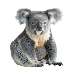 Naklejka premium Cute koala isolated on a transparent background for web, banner, wallpaper