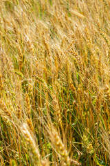 Close up view of golden wheat field with green grass interspersed under sunlight.