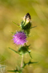 beautiful large purple flowers in a summer meadow. Vertical orientation