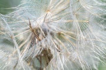 Close-up of a dandelion for the background