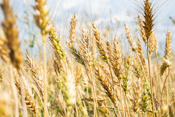 Close up of golden wheat ears in field under sunlight during harvest season.