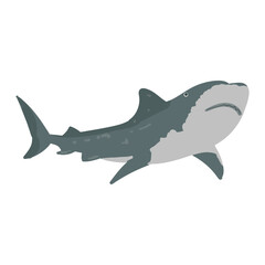 Shark Animal Ocean Illustration