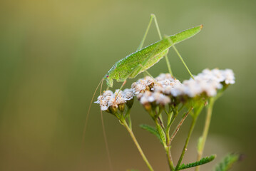 Konik polny na łące.  © Elżbieta Kaps