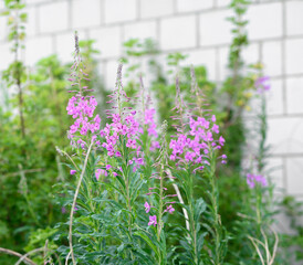 Naklejka premium Ziele wierzby, różowa wierzbownica kwitnie w sadzie