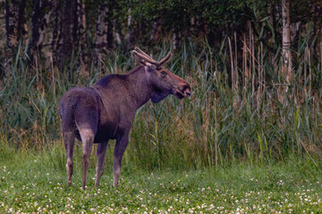 moose in the field