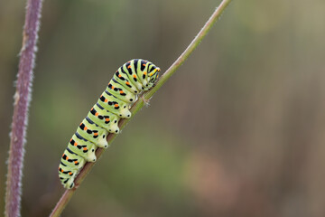 Gąsienica motyla paź królowej na łące.