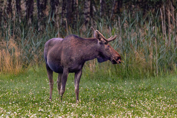 bull elk in the woods