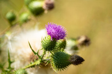 beautiful large purple flowers on a summer meadow