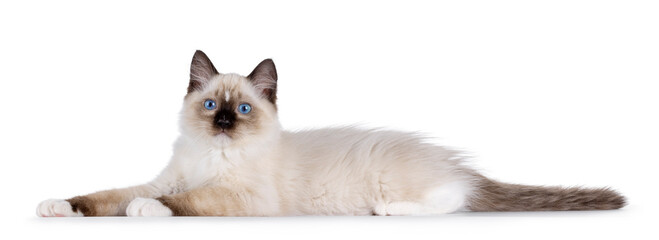 Cute Ragdoll cat kitten  laying down side ways. Looking curious towards camera with breed typical...