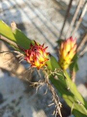 Yellow, discolored, ant infested, dragon fruit flower bud.