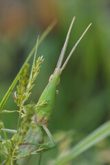 ショウリョウバッタのクローズアップ