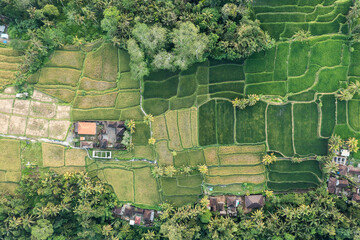 Ubud, Bali: overhead aerial view of  rice paddies near Ubud in the heart of Bali in Indonesia, Southeast Asia.