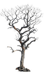Obraz premium Dried tree isolated on a transparent background for web, banner, wallpaper